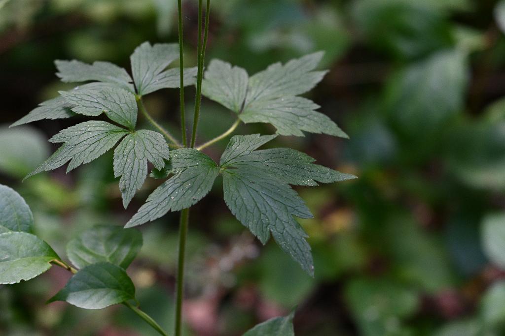 2025-07229813 Wachusett Meadow, MA.JPG - Tall Windflower (Anemone virginiana). Wachusett Meadow Wildlife Sanctuary, MA, 7-22-2025